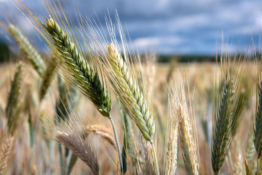Materiały opałowe z darmową dostawą, Skład Opału Szumiło, Strupin Mały